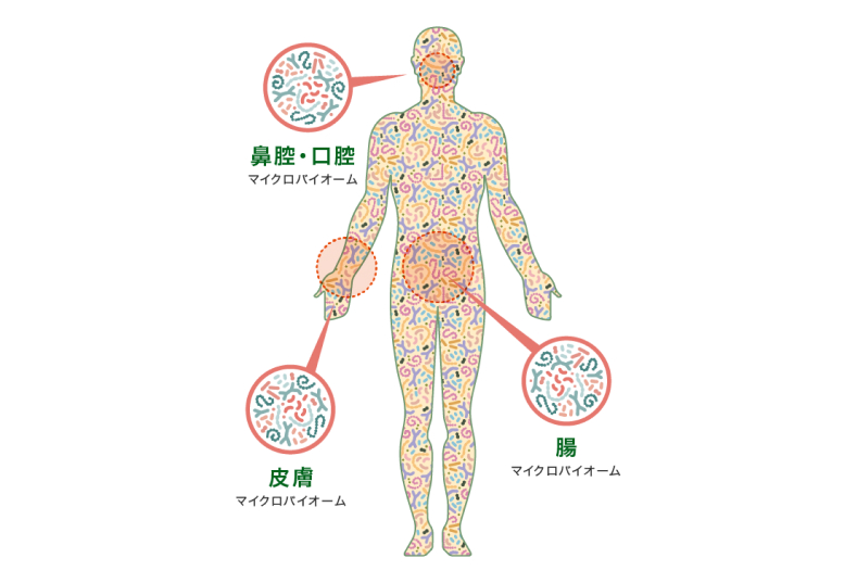 ヒトマイクロバイオ-ム研究最前線: 常在菌の解析技術から生態