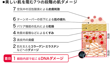 美しい肌を阻む7つの段階の肌ダメージ